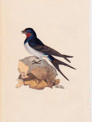 PL 158 Barn Swallow