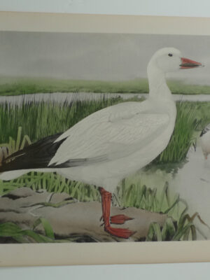 169a Greater Snow Goose