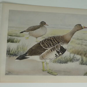 171a Whitefront Goose