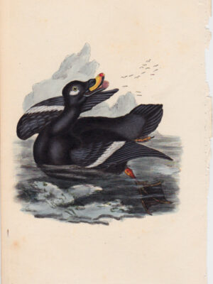 PL 171 Velvet Scoter