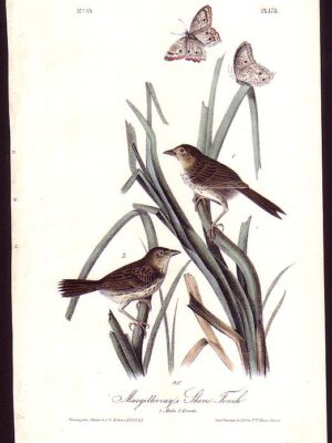 173 Macgillivary’s Shore Finch