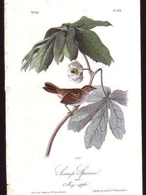 175 Swamp Sparrow