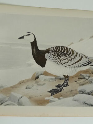 175 Barnacle Goose