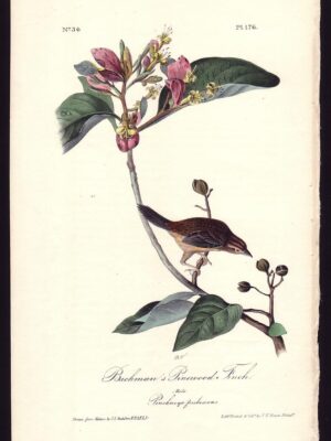 176 Bachman’s Pinewood Finch