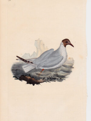 PL 176 Brown-headed Gull