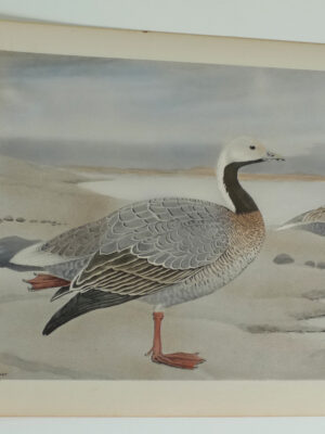 176 Emperor Goose