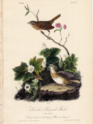 177 Lincoln’s Pinewood Finch