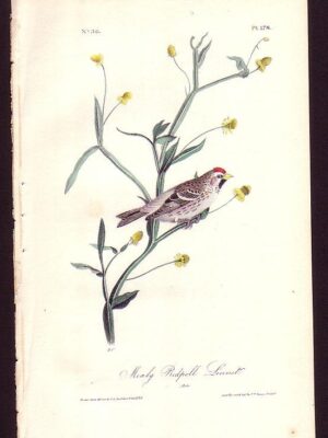 178 Mealy Redpoll Linnet