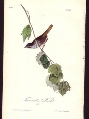 188 Townsend’s Finch