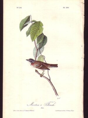 190 Morton’s Finch