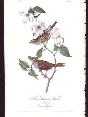 191 White-throated Finch