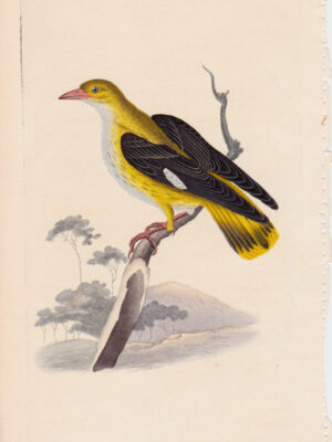 PL 201 Golden Oriole