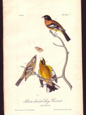 206 Black-headed Song Grosbeak