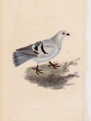 PL 206 Domestic Pigeon