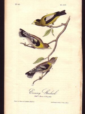 207 Evening Grosbeak