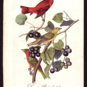 208 Summer Red-bird