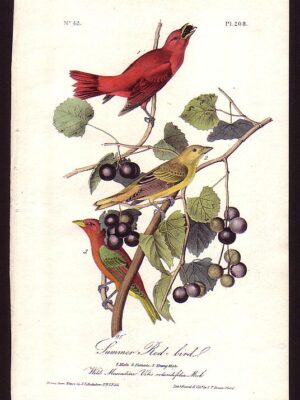 208 Summer Red-bird