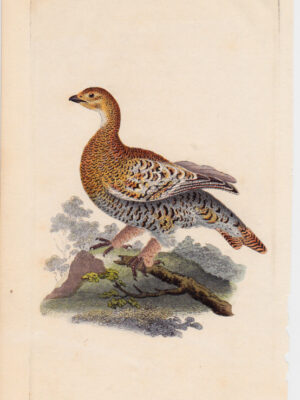 PL 211 Ptarmigan Grous