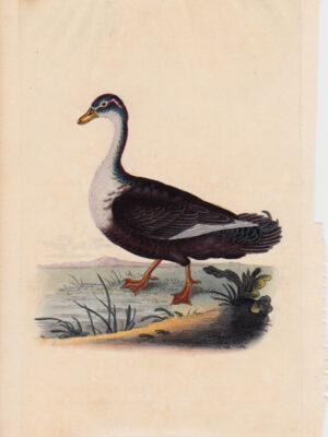 PL 212 Goose?