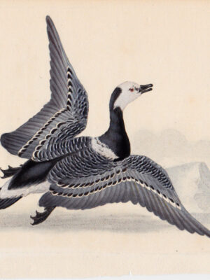 PL 214 Barnacle Goose