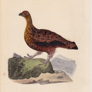 PL 216 Red Grouse