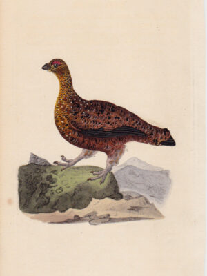 PL 216 Red Grouse