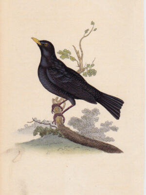 PL 217 Blackbird