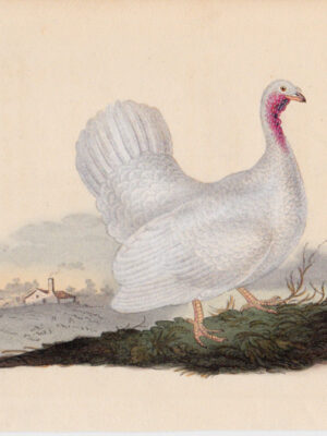 PL 220 White Turkey