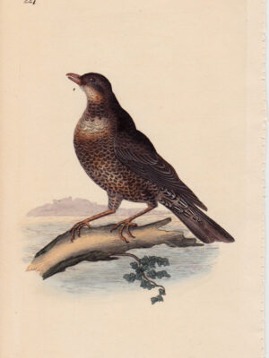 PL 227 Ring Ouzel