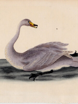 PL 228 Whooper Swan