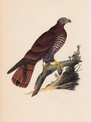 PL 233 Honey Buzzard