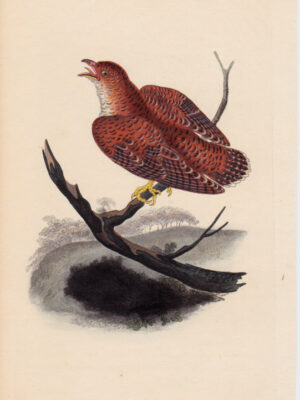 PL 235 Common Cuckow