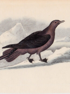 PL 237 Arctic Gull