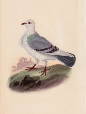 PL 239 Turbit Pigeon