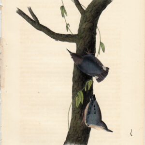 250 Californian Nuthatch