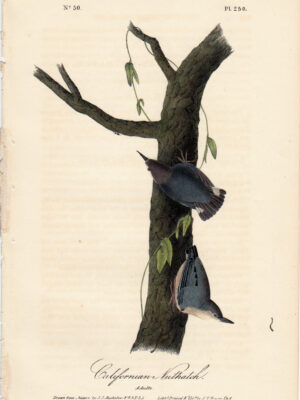 250 Californian Nuthatch