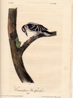 258 Canadian Woodpecker