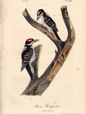 260 Maria’s Woodpecker