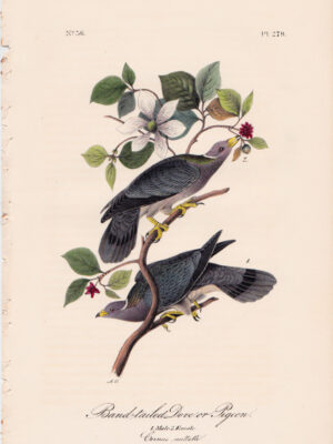 279 Band-tailed Dove