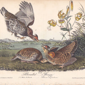 296 Pinnated Grouse