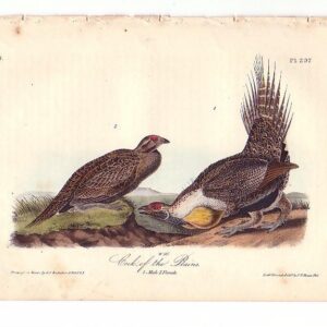 297 Cock of the Plains Sage Grouse