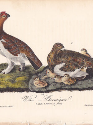 299 Willow Ptarmigan