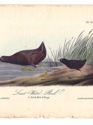 308 Least Water-Rail