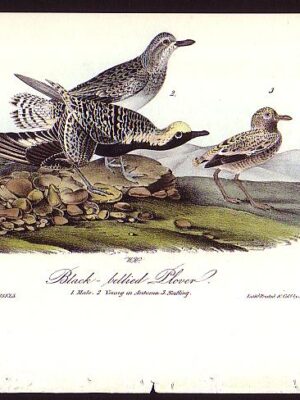 315 Black-bellied Plover