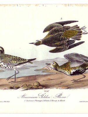 316 American Golden Plover