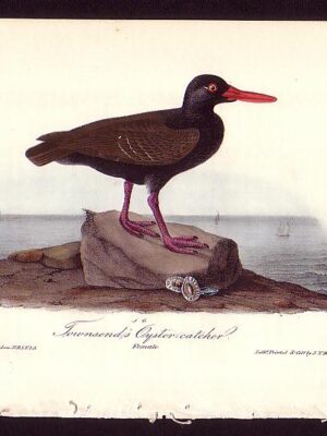 326 Townsend’s Oyster Catcher