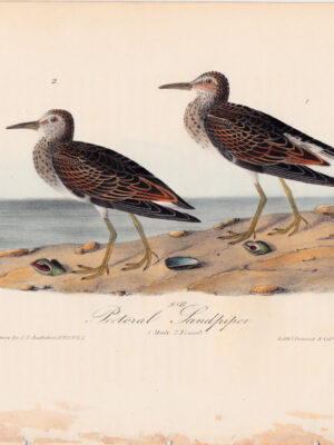 329 Pectoral Sandpiper