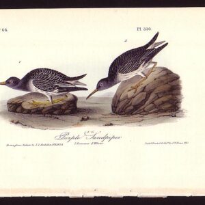 330 Purple Sandpiper