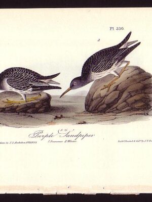 330 Purple Sandpiper