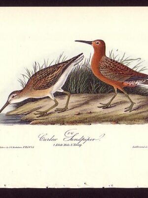 333 Curlew Sandpiper